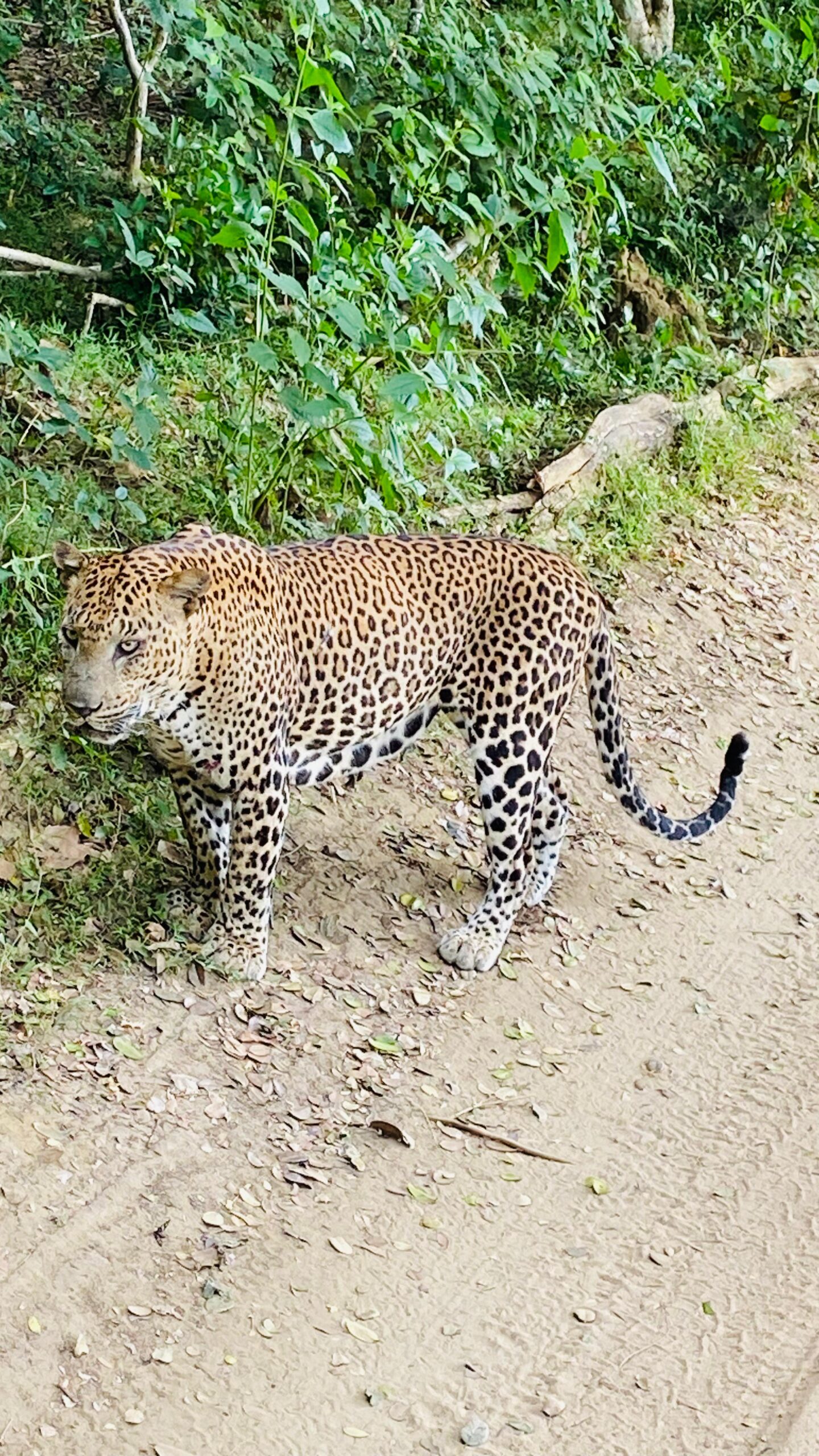 Sri Lanka Tour Gallery