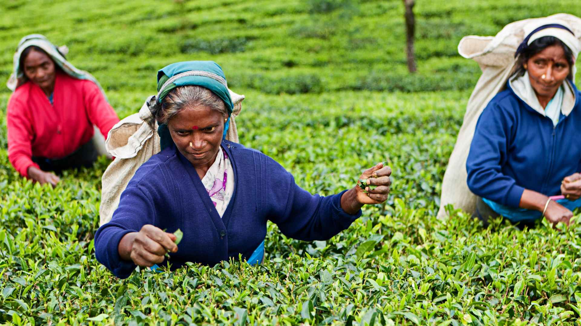 Sri Lanka Tour Gallery